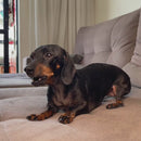 Anti-Latido Automático Ultrassônico